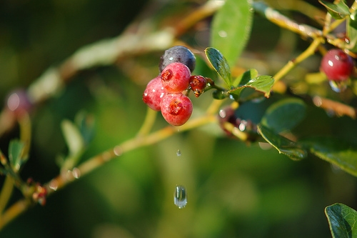 Wet Blueberries.jpg